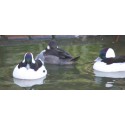 Watervogels
