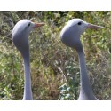 Kraanvogels & ibissen / flamingo's