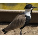 Weide - & Waadvogels
