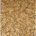 Insecten
