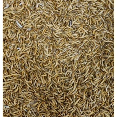 Mini meelwormen 1kg 11€