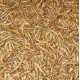 Mini meelwormen 1kg 11€